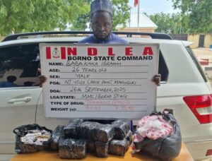 NDLEA Arrests Drug Trafficker in Borno